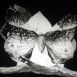 Métamorphose du Papillon