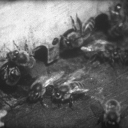 Vie ardente des Abeilles