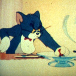 The Million Dollar Cat