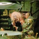 Jerry la grande Gueule "The Big Mouth"