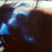 Gremlins