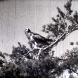 À la Poursuite de l'Aigle