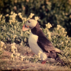 Le Monde vivant "Des Îles pour des Oiseaux"