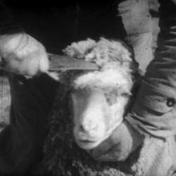 Je vois Tout "Laine et Viande"