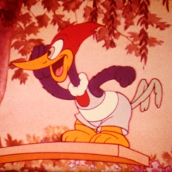 Woody Woodpecker "Panique"