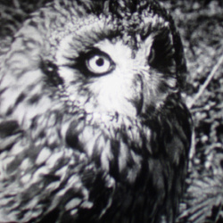 Hibou des Marais