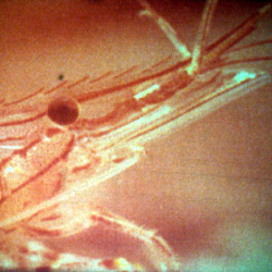 Histoires de Crevettes