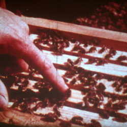 Les Abeilles