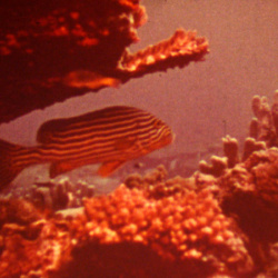 Montage Jacques-Yves Cousteau