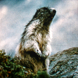 Les Marmottes