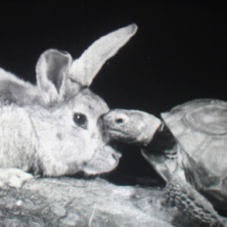 Le Lièvre et la Tortue