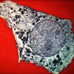 La Structure de la Cellule