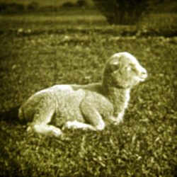La Vie d'un petit Mouton