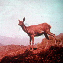 Le Cerf des Carpathes