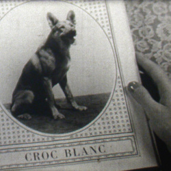 Croc Blanc
