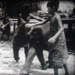 Niok, le petit Éléphant