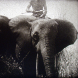 The Adventure Parade "La Chasse à l'Éléphant"