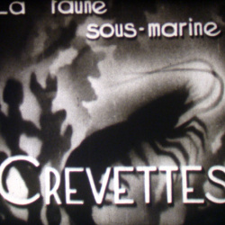 Crevettes