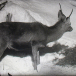 La Vie des Chamois