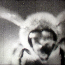 La Cité des Abeilles