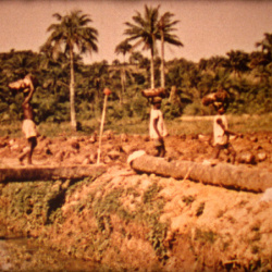 Histoire de la Banane