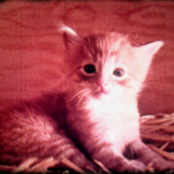 Moufettes et Chatons