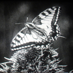 Le Grand porte-queue (Machaon) 