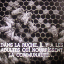 La Vie ardente des Abeilles