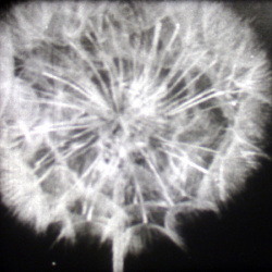 S&eacute;mination des Plantes