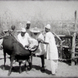 Le Vétérinaire de la Brousse