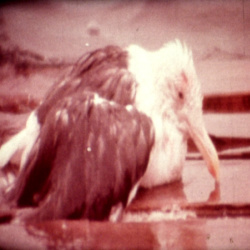 Jonathan Livingston le Goéland