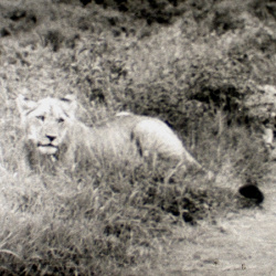 Jungle sans Fin