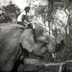 À la Recherche des Élephants sauvages