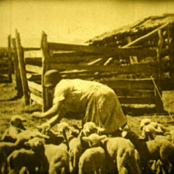 L'Élevage du Mouton