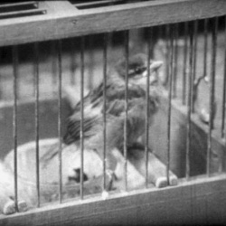 Tête de Moineau