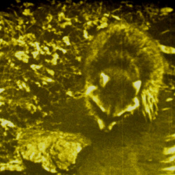 Documentaires Kodascope