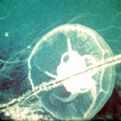 Aliments recueillis de la Mer