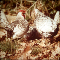 Nidification chez la Poule