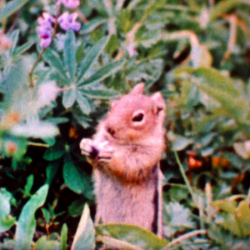 La Vall&eacute;e des Castors