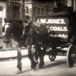 Comment les Animaux marchent