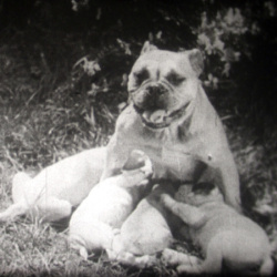 Nos Amis, les Chiens