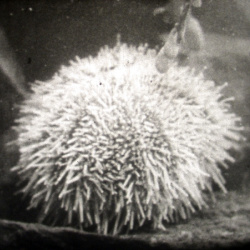 La Vie d'un &Eacute;chinoderme