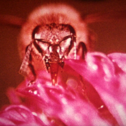 Fleurs et Insectes