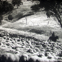 Le Berger Australien