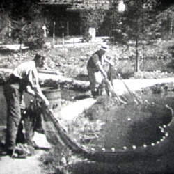 Reproduction artificielle des Poissons