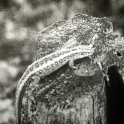 Le L&eacute;zard