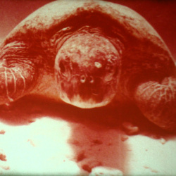 L'&Icirc;le aux Tortues