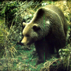 La Montagne aux Ours