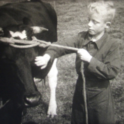 La Tuberculose bovine