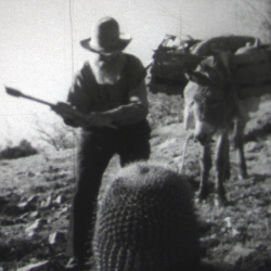 Au Pays des Cactus en Fleurs